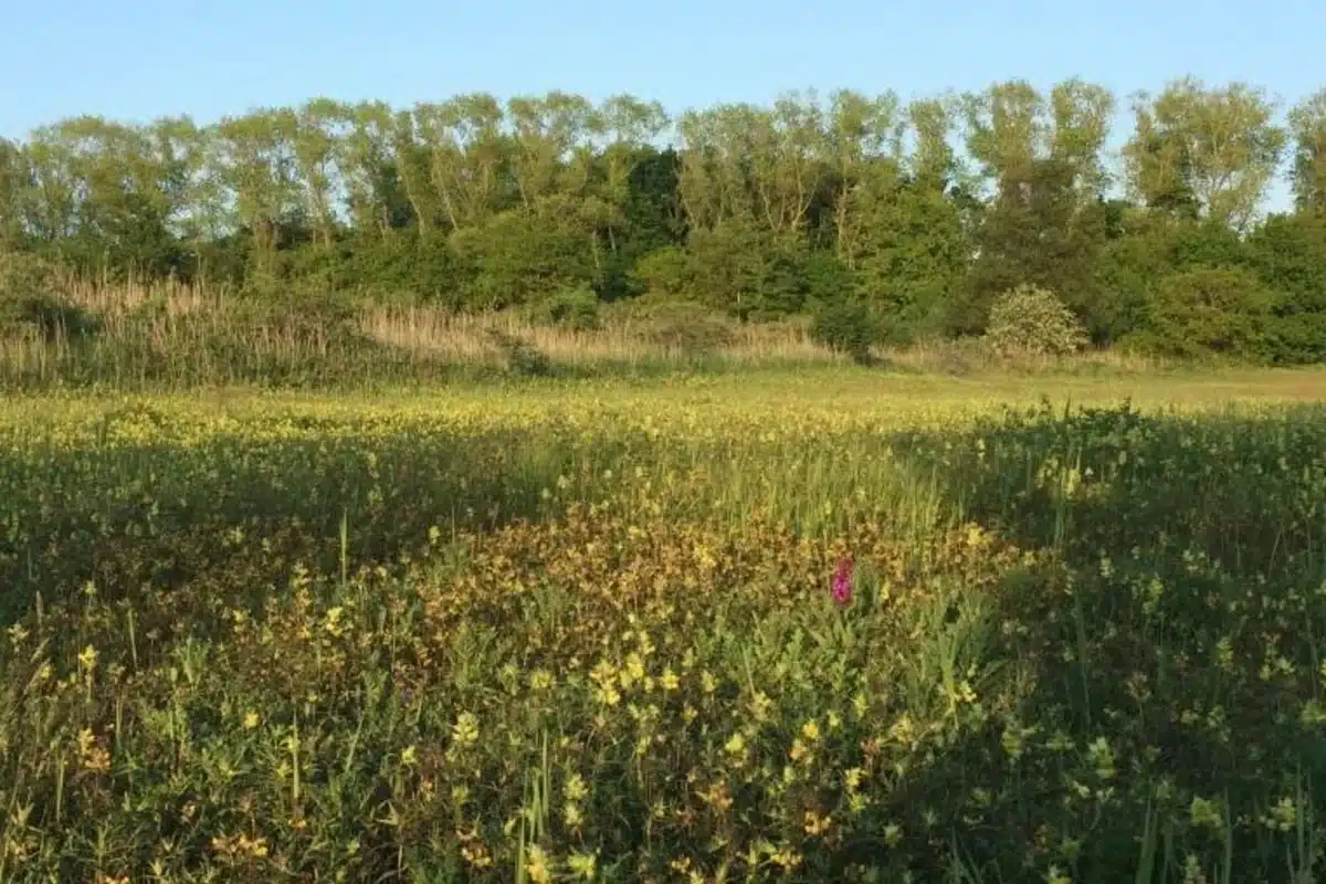 Natuurwandeling in de Zwinduinen te Knokke-Heist op 4 oktober.